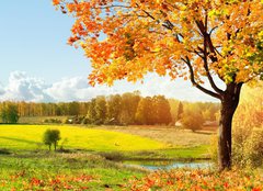 Fototapeta254 x 184  Autumn at the morning park, 254 x 184 cm