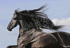 Fototapeta145 x 100  Portrait of moving friesian black horse, 145 x 100 cm