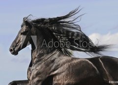 Fototapeta240 x 174  Portrait of moving friesian black horse, 240 x 174 cm