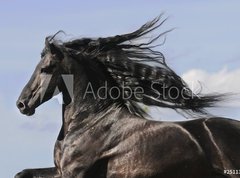 Fototapeta vliesov 270 x 200, 25113841 - Portrait of moving friesian black horse - Portrt pohybujc se frzskho ernho kon