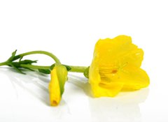 Samolepka flie 100 x 73, 25236816 - evening primrose