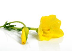 Samolepka flie 200 x 144, 25236816 - evening primrose