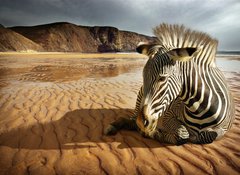 Samolepka flie 100 x 73, 25254470 - Beach Zebra