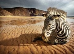 Fototapeta160 x 116  Beach Zebra, 160 x 116 cm