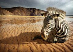 Samolepka flie 200 x 144  Beach Zebra, 200 x 144 cm