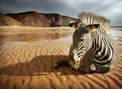 Fototapeta papr 254 x 184, 25254470 - Beach Zebra