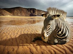 Fototapeta vliesov 270 x 200, 25254470 - Beach Zebra