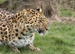 Samolepka flie 100 x 73, 2526283 - leopard