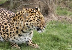 Samolepka flie 145 x 100, 2526283 - leopard