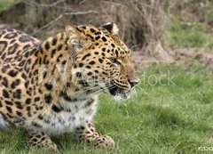 Fototapeta200 x 144  leopard, 200 x 144 cm