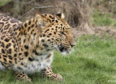 Samolepka flie 200 x 144, 2526283 - leopard
