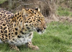 Fototapeta240 x 174  leopard, 240 x 174 cm