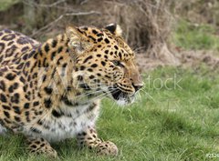 Fototapeta papr 360 x 266, 2526283 - leopard