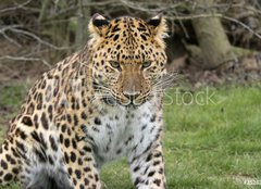 Fototapeta160 x 116  focused leopard, 160 x 116 cm