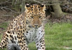 Fototapeta papr 184 x 128, 2526308 - focused leopard