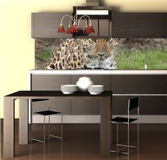 Fototapeta do kuchyn flie 260 x 60  focused leopard, 260 x 60 cm