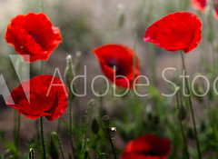 Samolepka flie 100 x 73, 254517671 - Red poppy on green weeds field. Poppy flowers.Close up poppy head. red poppy. Papaver rhoeas