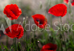 Fototapeta papr 184 x 128, 254517671 - Red poppy on green weeds field. Poppy flowers.Close up poppy head. red poppy. Papaver rhoeas