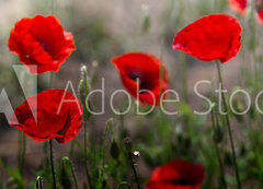 Samolepka flie 200 x 144, 254517671 - Red poppy on green weeds field. Poppy flowers.Close up poppy head. red poppy. Papaver rhoeas