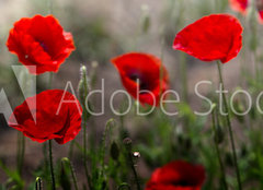 Fototapeta pltno 240 x 174, 254517671 - Red poppy on green weeds field. Poppy flowers.Close up poppy head. red poppy. Papaver rhoeas