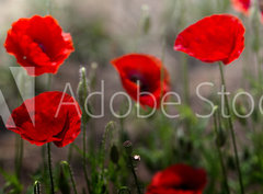 Fototapeta pltno 330 x 244, 254517671 - Red poppy on green weeds field. Poppy flowers.Close up poppy head. red poppy. Papaver rhoeas
