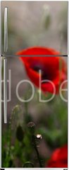 Samolepka na lednici flie 80 x 200, 254517671 - Red poppy on green weeds field. Poppy flowers.Close up poppy head. red poppy. Papaver rhoeas