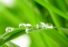 Fototapeta pltno 174 x 120, 25545788 - water drops on the green grass