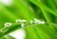 Fototapeta papr 184 x 128, 25545788 - water drops on the green grass