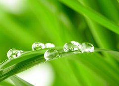 Fototapeta papr 254 x 184, 25545788 - water drops on the green grass
