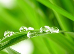 Fototapeta pltno 330 x 244, 25545788 - water drops on the green grass