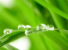 Fototapeta papr 360 x 266, 25545788 - water drops on the green grass