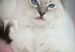 Fototapeta174 x 120  4 month old ragdoll kitten in colour, 174 x 120 cm