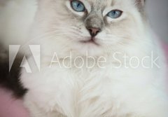 Fototapeta184 x 128  4 month old ragdoll kitten in colour, 184 x 128 cm