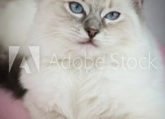 Samolepka flie 200 x 144  4 month old ragdoll kitten in colour, 200 x 144 cm