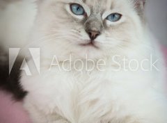 Fototapeta330 x 244  4 month old ragdoll kitten in colour, 330 x 244 cm