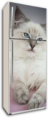 Samolepka na lednici flie 80 x 200  4 month old ragdoll kitten in colour, 80 x 200 cm