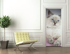 Samolepka na dvee flie 90 x 220  4 month old ragdoll kitten in colour, 90 x 220 cm