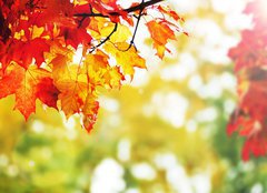 Fototapeta pltno 160 x 116, 25605825 - beautiful colorful autumn  leaves in the park