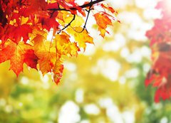 Samolepka flie 200 x 144, 25605825 - beautiful colorful autumn  leaves in the park
