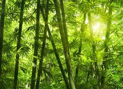 Samolepka flie 100 x 73  Bamboo forest., 100 x 73 cm