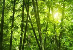 Samolepka flie 145 x 100, 25655777 - Bamboo forest.