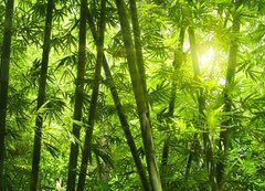 Samolepka flie 200 x 144, 25655777 - Bamboo forest.