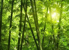 Fototapeta pltno 240 x 174, 25655777 - Bamboo forest.