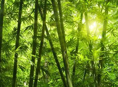 Samolepka flie 270 x 200, 25655777 - Bamboo forest.