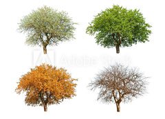 Samolepka flie 200 x 144  season, 200 x 144 cm