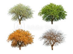 Samolepka flie 270 x 200, 25711351 - season