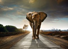 Samolepka flie 100 x 73  Walking Elephant, 100 x 73 cm