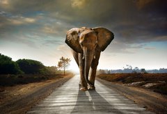 Fototapeta174 x 120  Walking Elephant, 174 x 120 cm