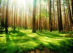 Fototapeta240 x 174  Misty Old Forest, 240 x 174 cm