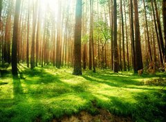 Fototapeta360 x 266  Misty Old Forest, 360 x 266 cm